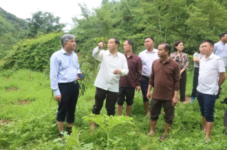  Laos, Vietnam cooperate on a macadamia cultivation demonstration project 